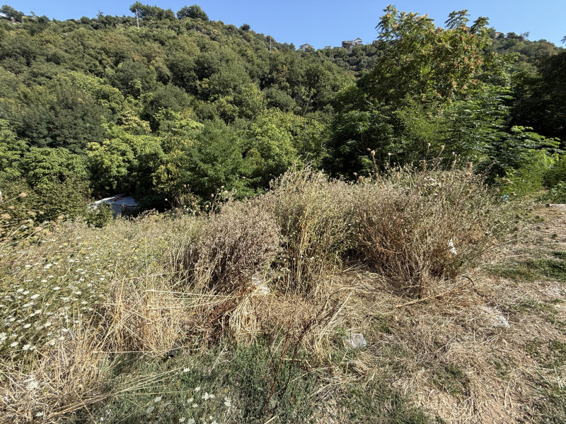 Jeftin plac u Nemiloj (Dubrava) u Herceg Novom