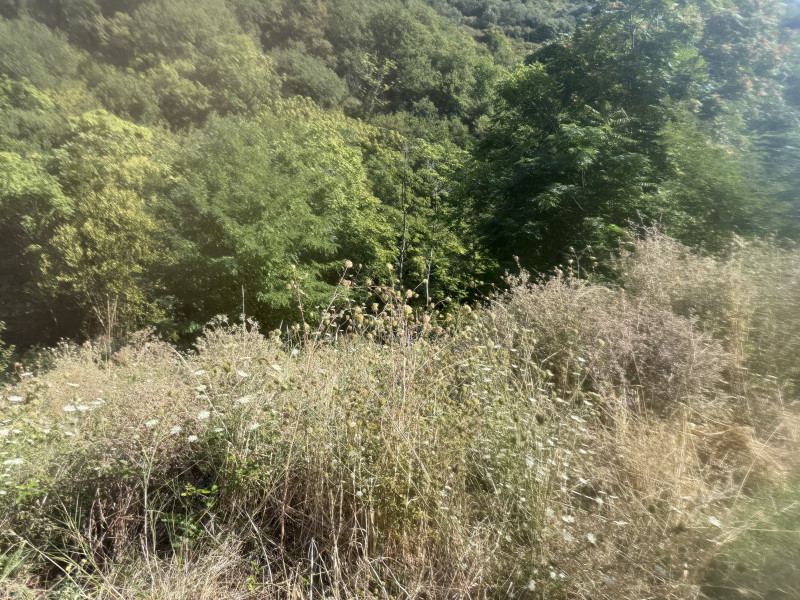 Jeftin plac u Nemiloj (Dubrava) u Herceg Novom