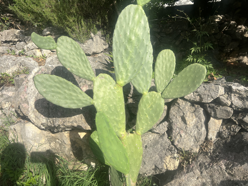 Kuca na Suscepanu sa pogledom na more