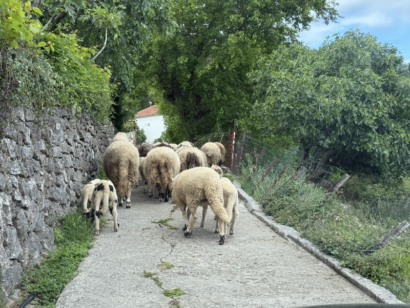 Placevi na Suscepanu po 50 e po m2